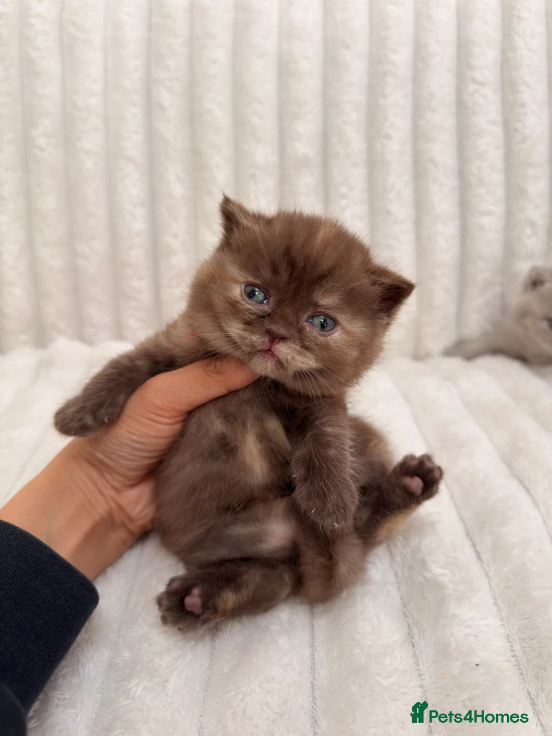 British Shorthair cats for sale:     British Shorthair Kittens Loving Pet Homes - Advert 16