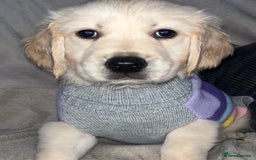 Golden Retriever dogs for sale: Beautiful KC Golden Retriever Babies  - Image 39