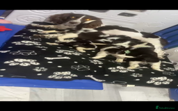 Sprocker dogs for sale: Sprocker spaniel puppy’s  - Image 3