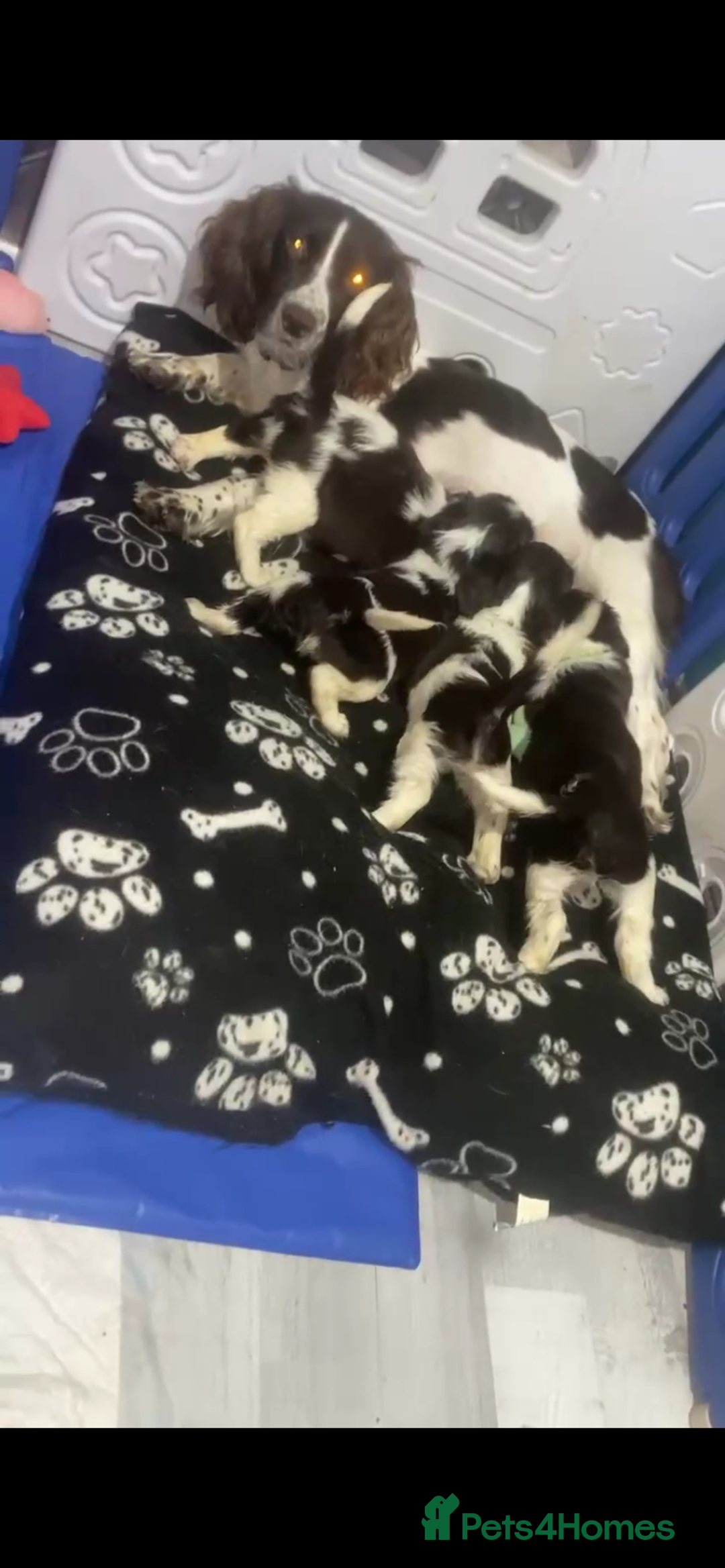 Sprocker dogs for sale: Sprocker spaniel puppy’s  - Image 3