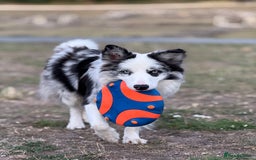 Border Collie dogs for stud: Blue Merle Border Collie Looking for Girlfriend - Image 13