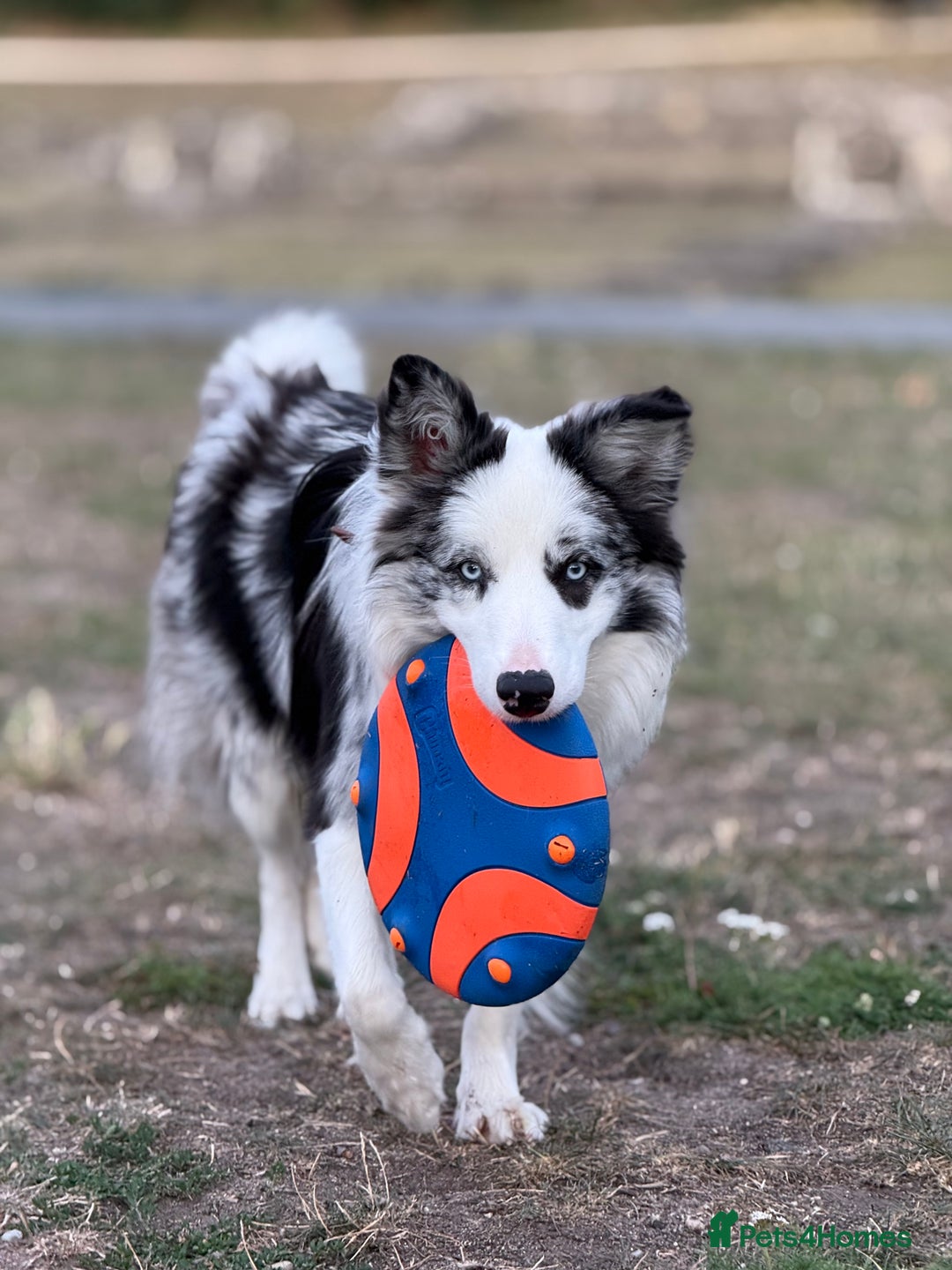 Border Collie dogs for stud: Blue Merle Border Collie Looking for Girlfriend - Image 13