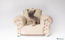 French Bulldog dogs for sale: French Bulldogs  - Image 4