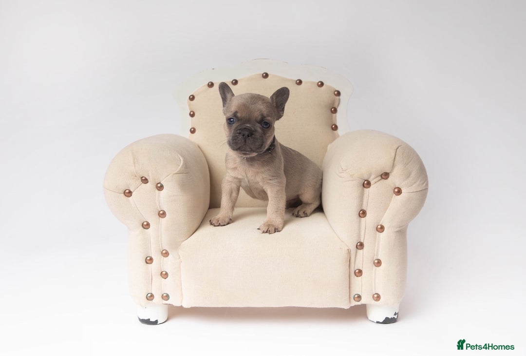 French Bulldog dogs for sale: French Bulldogs  - Image 4
