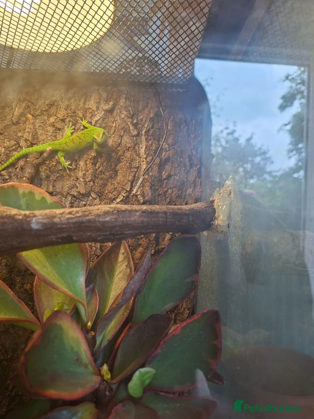 Gecko reptiles for sale: Madagascan giant day gecko - Advert 2