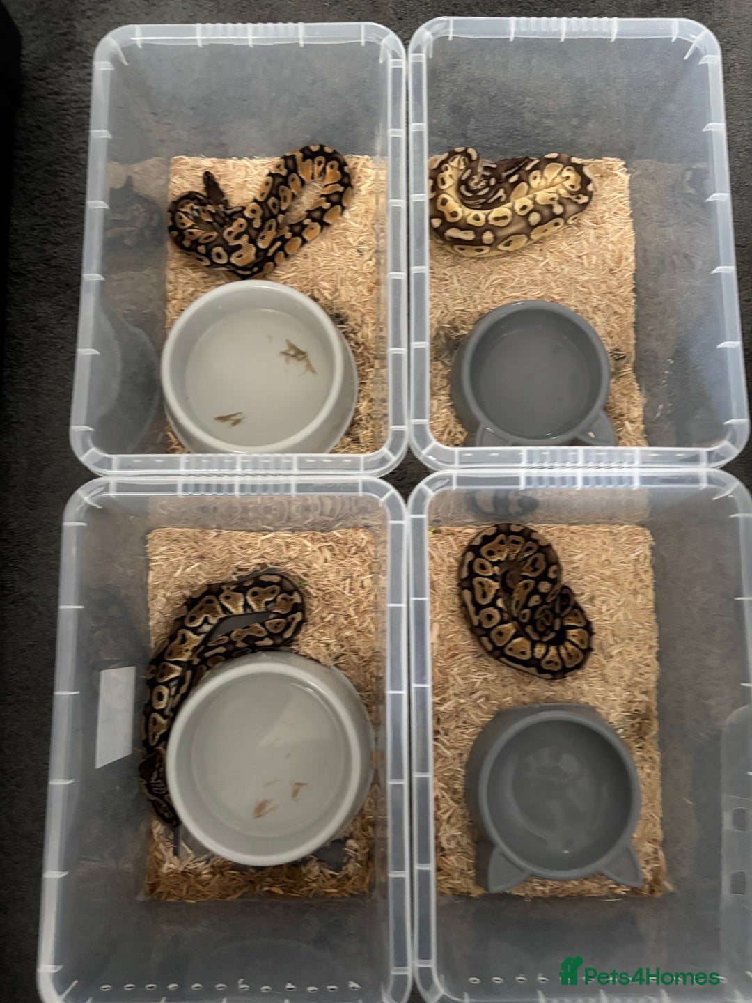 Python Snake reptiles for sale: 11 BALL PYTHONS AND STACK - Image 7