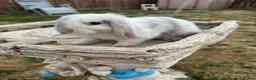 Mini Lop rabbits for sale: Mini lop bunny’s for sale  - Advert 6