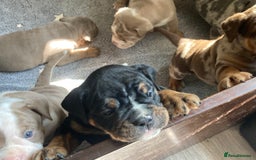 Olde English Bulldogge dogs for sale: Old English bulldog puppies - Image 25