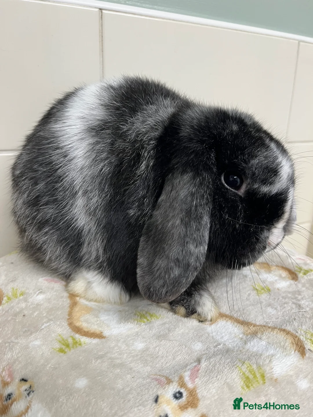 Mini Lop rabbits for sale: 3 ADULT BUNNIES LOOKING FOR NEW HOMES  - Advert 3