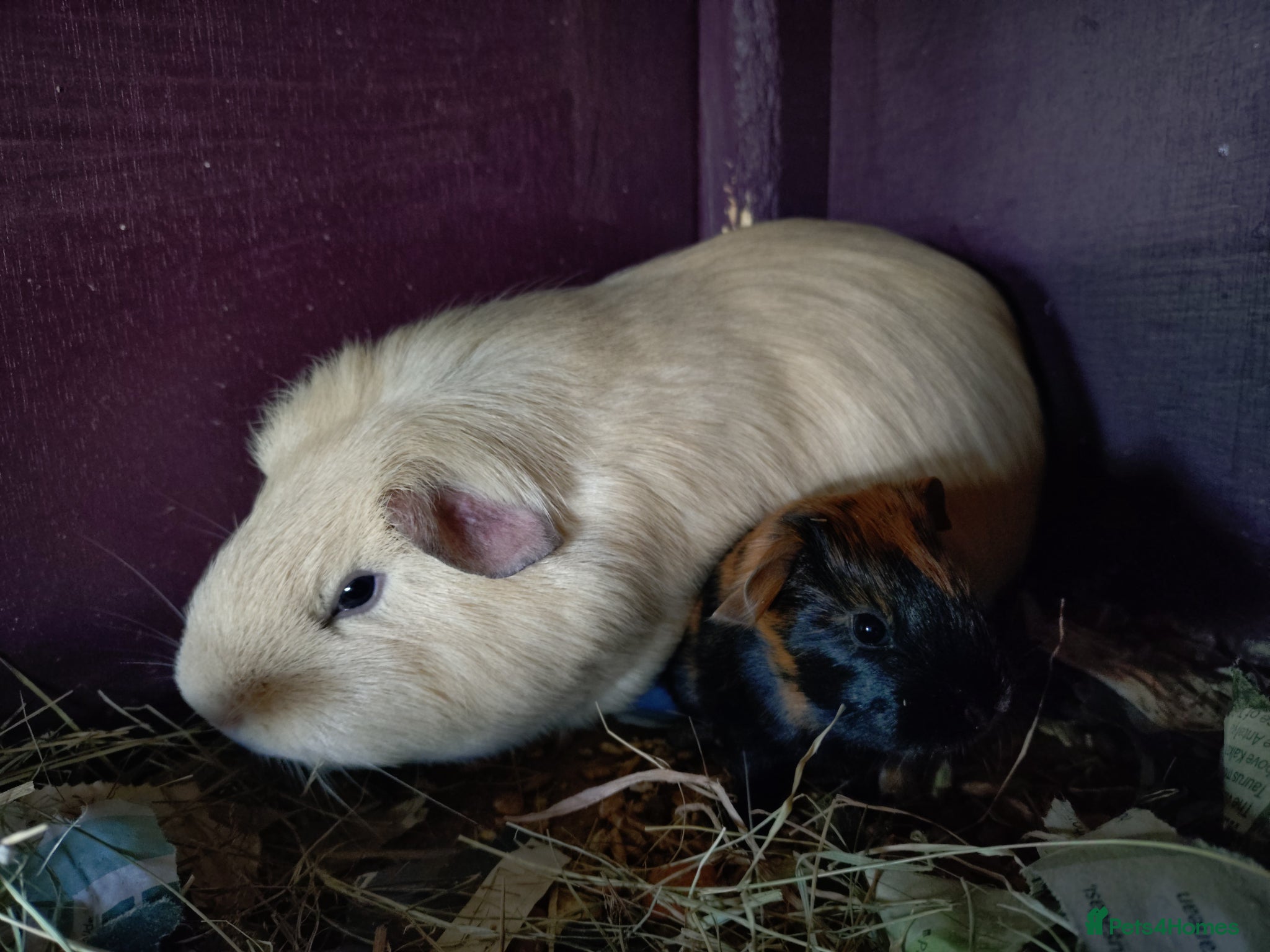 Guinea Pig rodents Mum and daughter  - Advert 8