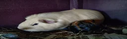 Guinea Pig rodents for sale: Mum and daughter  - Advert 1