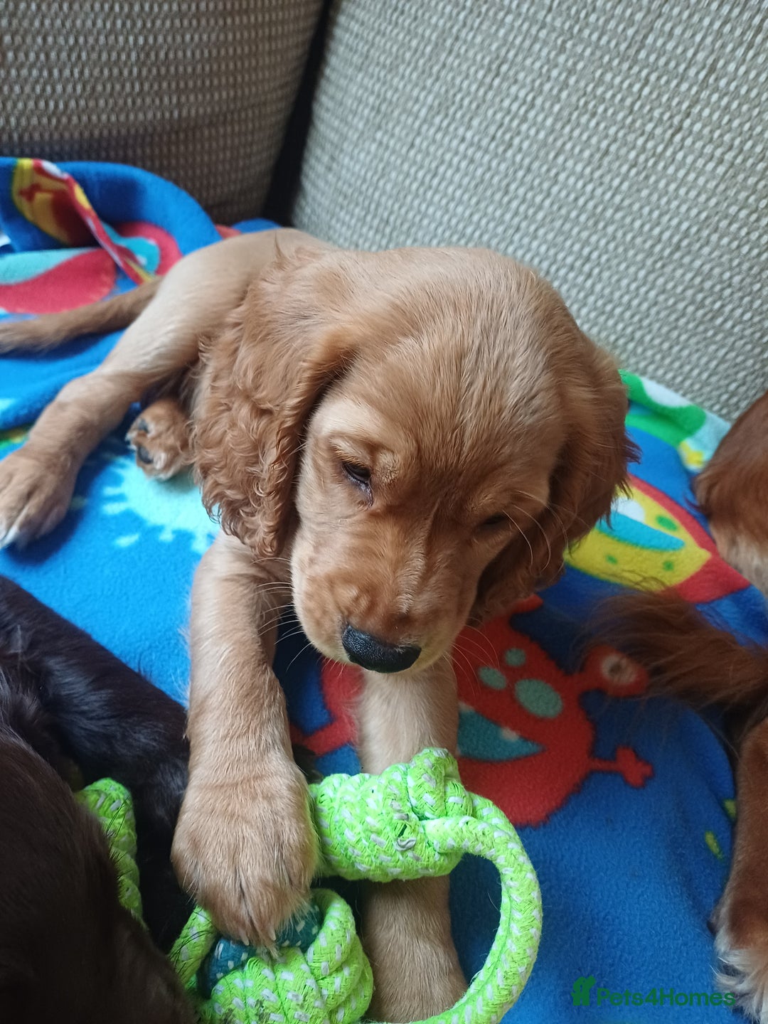 Cocker Spaniel dogs for sale: *Ready now*Stunning working cocker spaniel puppies - Image 12