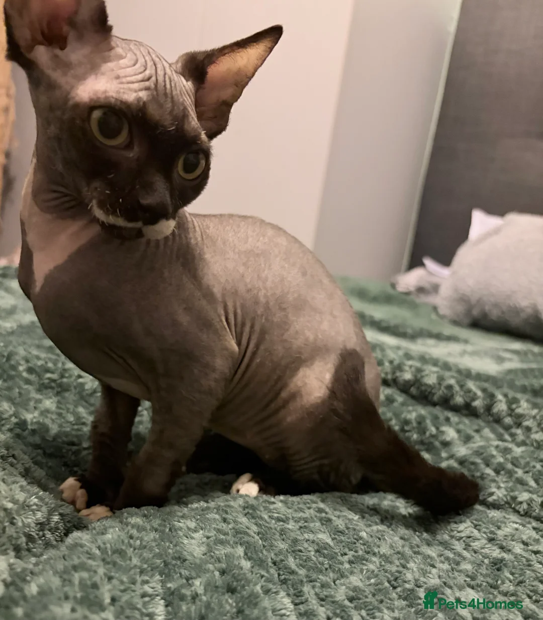 Sphynx cats for sale: Spynx kitten for sale  - Advert 3