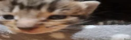 Mixed Breed cats for sale: Four adorable kitten - one boy and three girls - Advert 12