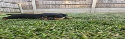 Rottweiler dogs for sale: KC Registered Rottweiler Puppies 4 Beautiful Males in Gainsborough - Advert 17