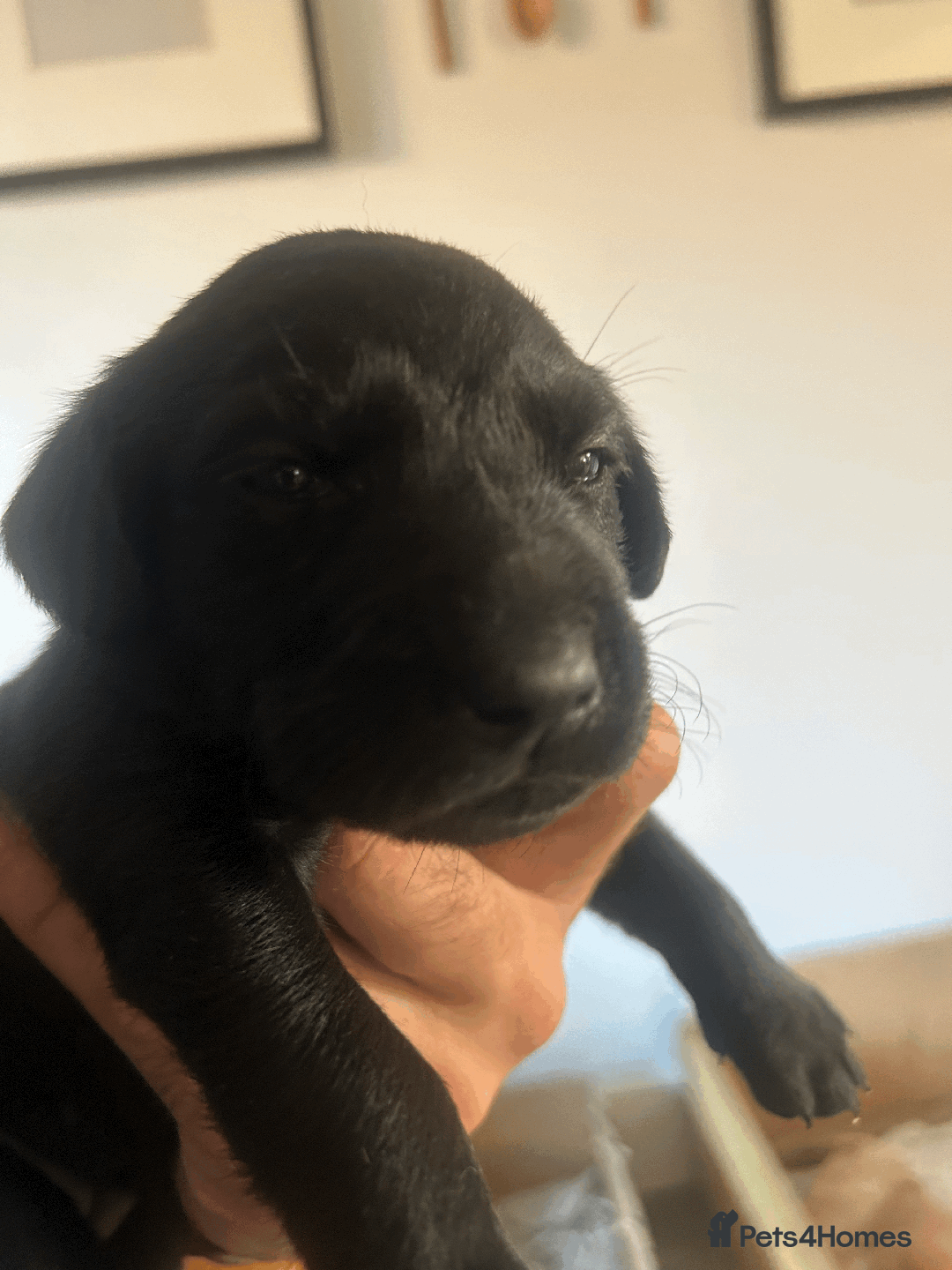 Labrador Retriever dogs for sale: Labrador Retrievers - Kennel Club Registered - Image 6