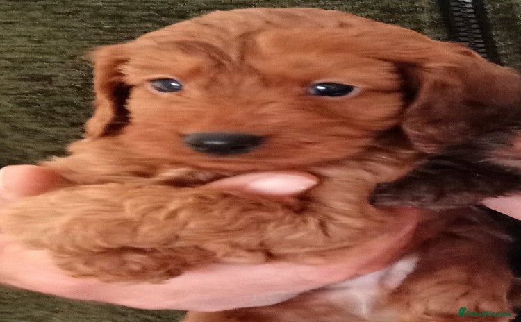 Cockapoo dogs - Advert 2