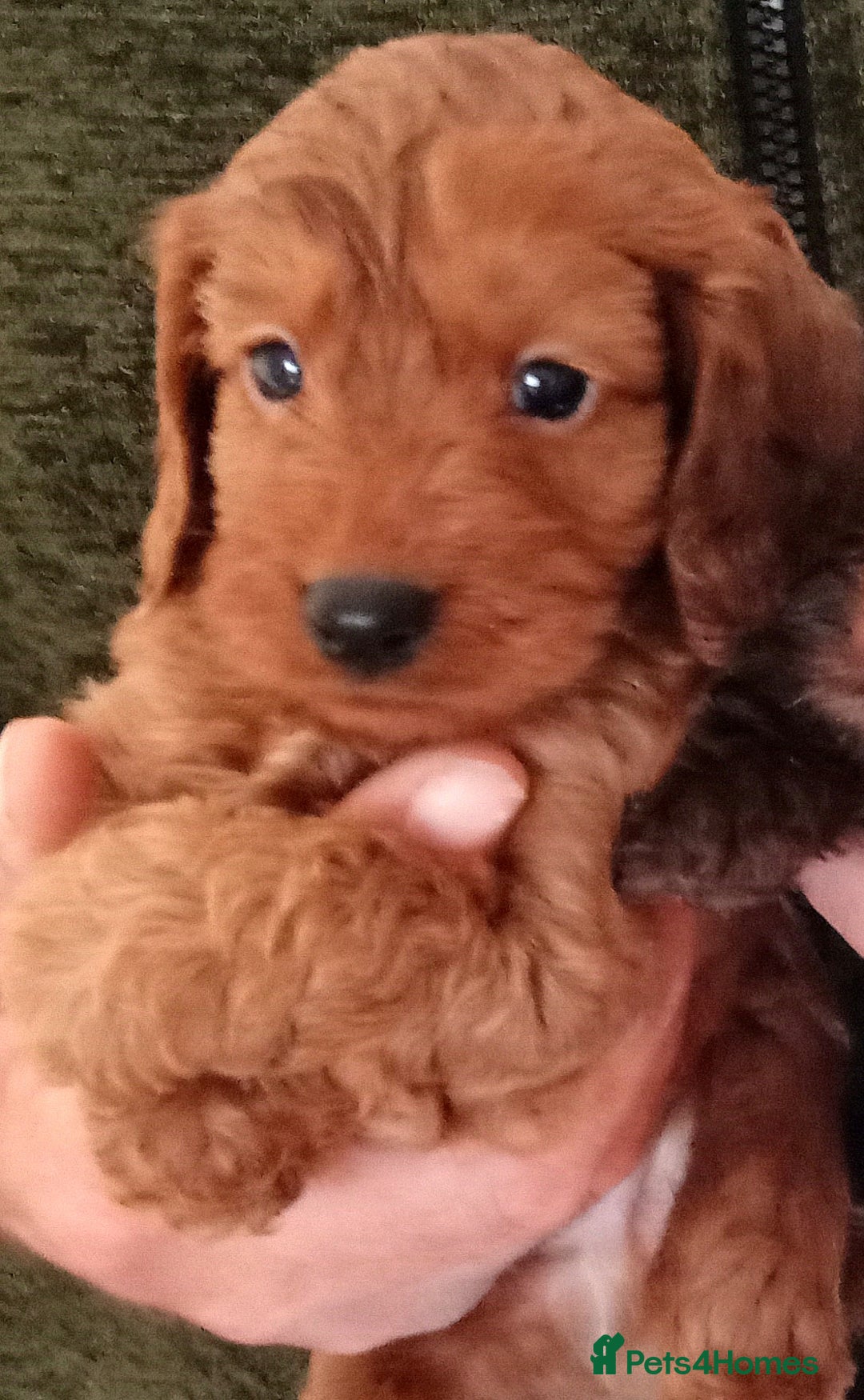 Cockapoo dogs for sale: Cockapoo puppies f1 show ) ruby red! In litter ♥️ - Image 1