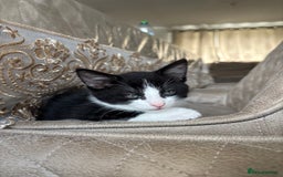 RagaMuffin cats for sale: READY TO COLLECT RAGAMUFFIN KITTEN MALE - Image 2