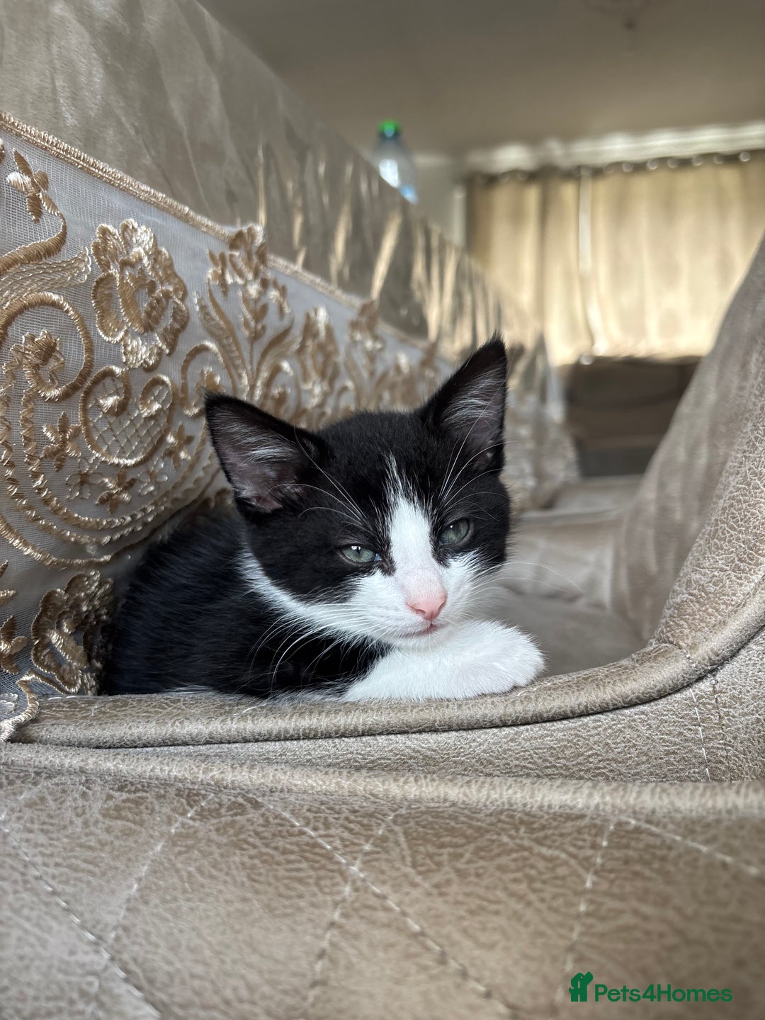 RagaMuffin cats for sale: READY TO COLLECT RAGAMUFFIN KITTEN MALE - Image 2