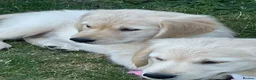 Golden Retriever dogs for sale: 7 Beautiful Golden retriever puppies  - Advert 1