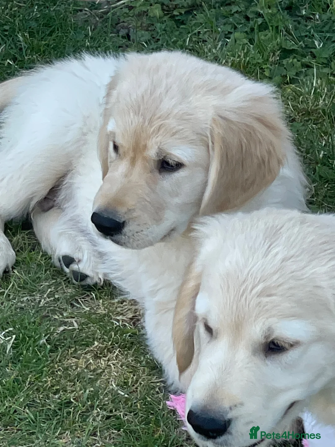 Golden Retriever dogs for sale: 7 Beautiful Golden retriever puppies  - Advert 1