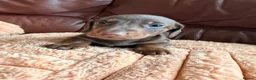 Miniature Dachshund dogs for sale: Miniature Dachshund Puppies - Advert 15