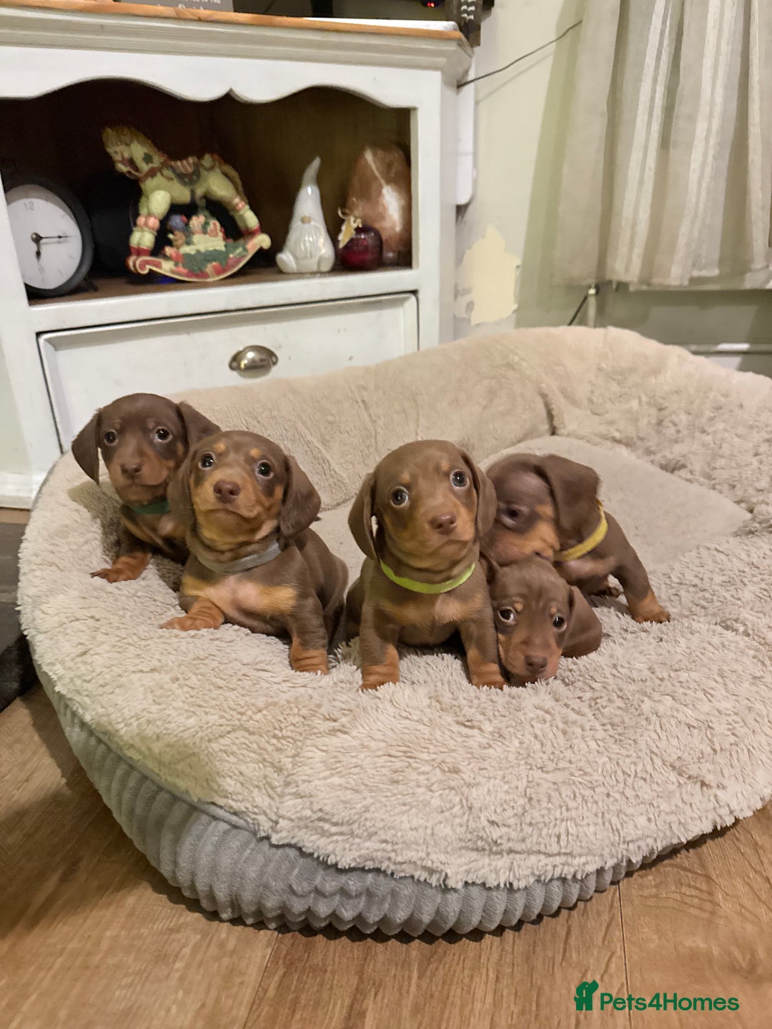 Miniature Dachshund dogs for sale: 3 girls Left Miniature Dachshund chocolate & tan - Advert 16