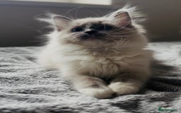 Ragdoll cats for sale: 💙🐾Tica full Pedigree🐾EU Ragdoll 🐱🐾DNA Clear - Image 26