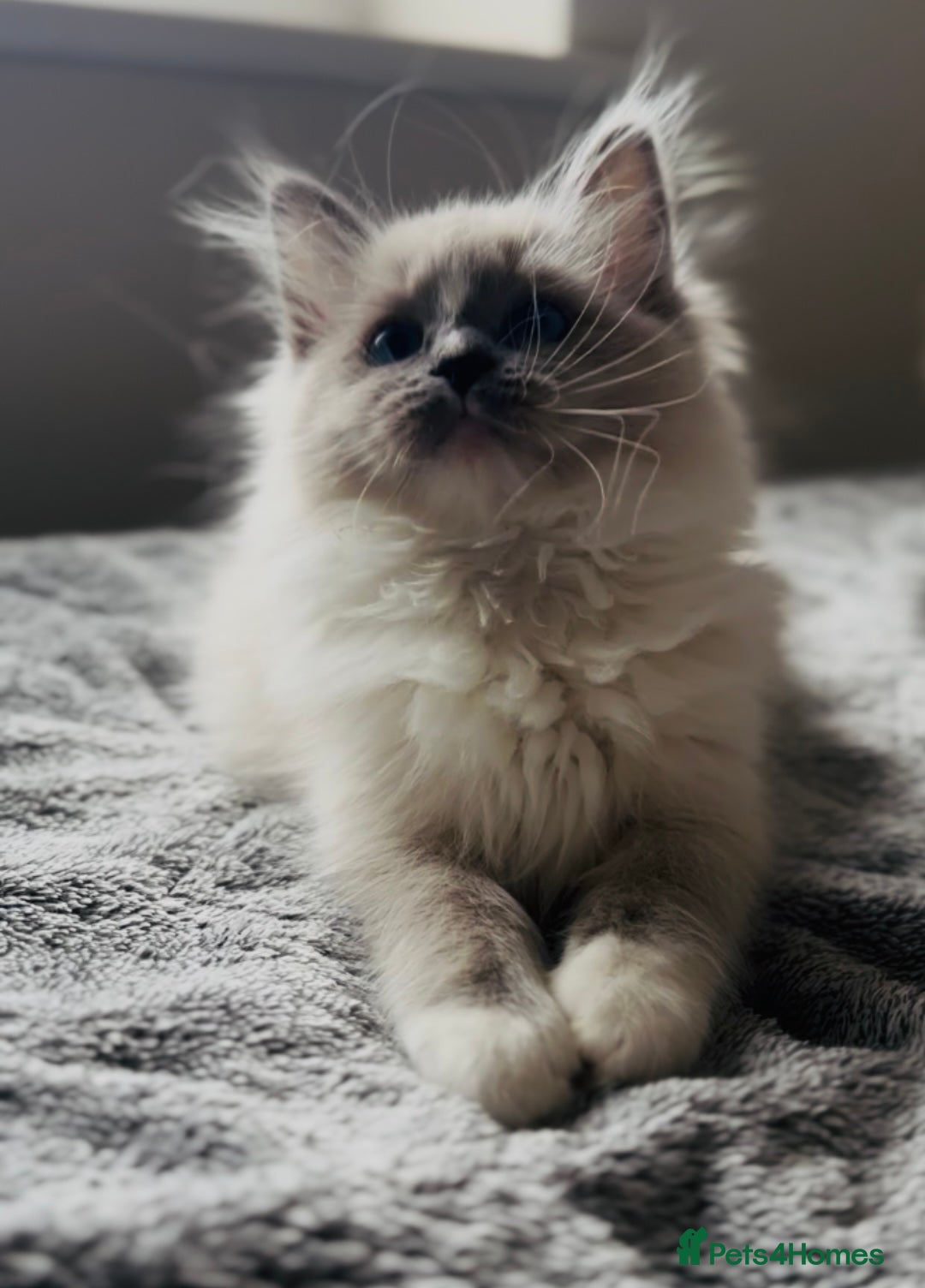 Ragdoll cats for sale: 💙🐾Tica full Pedigree🐾EU Ragdoll 🐱🐾DNA Clear - Image 26