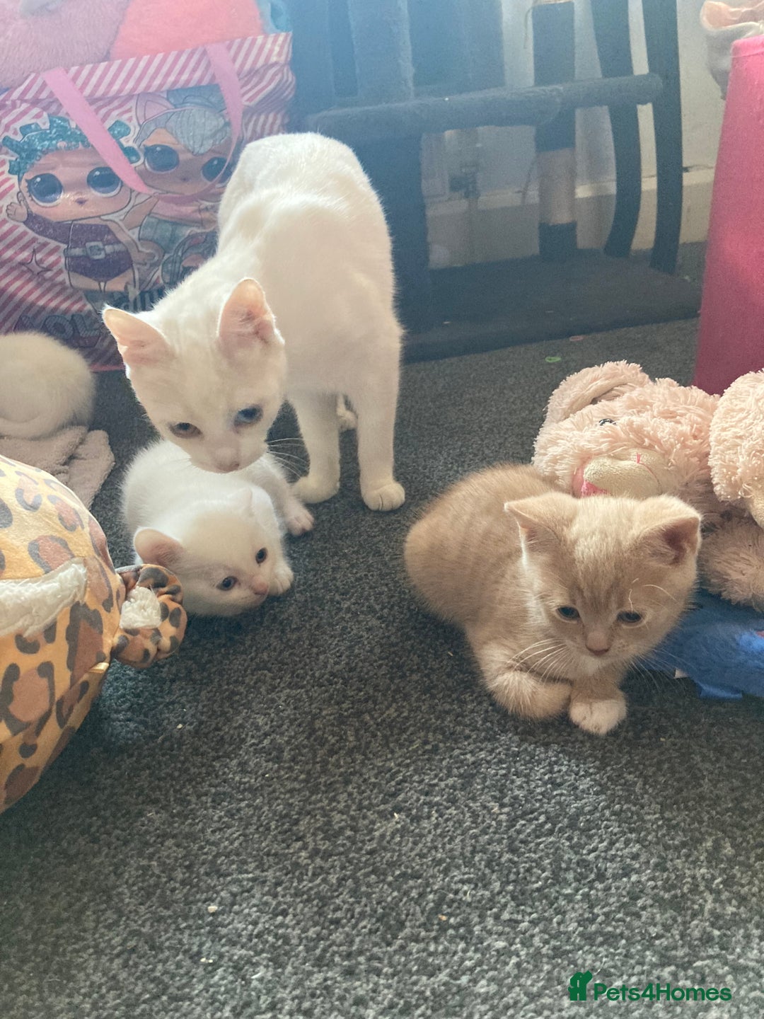 British Shorthair cats for sale: Kittens READY TO LEAVE British SH/Russian white - Image 13
