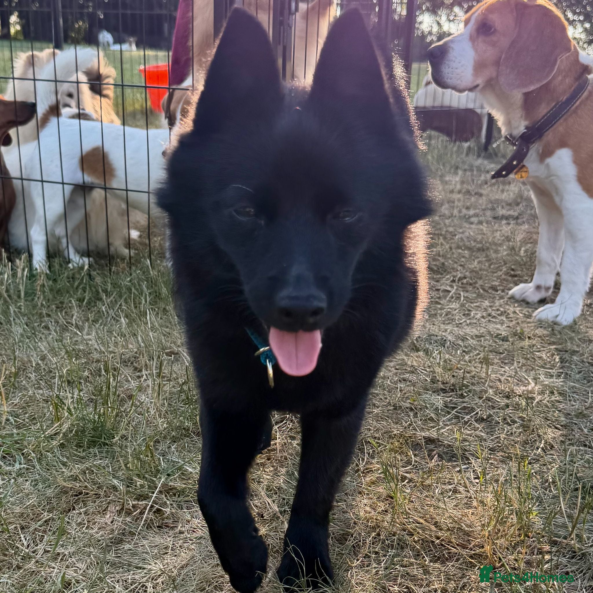 Schipperke dogs 🐾 STELLA – Female Schipperke 🐾 - Advert 1