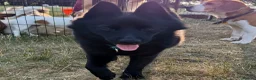 Schipperke dogs for adoption: 🐾 STELLA – Female Schipperke 🐾 - Advert 1