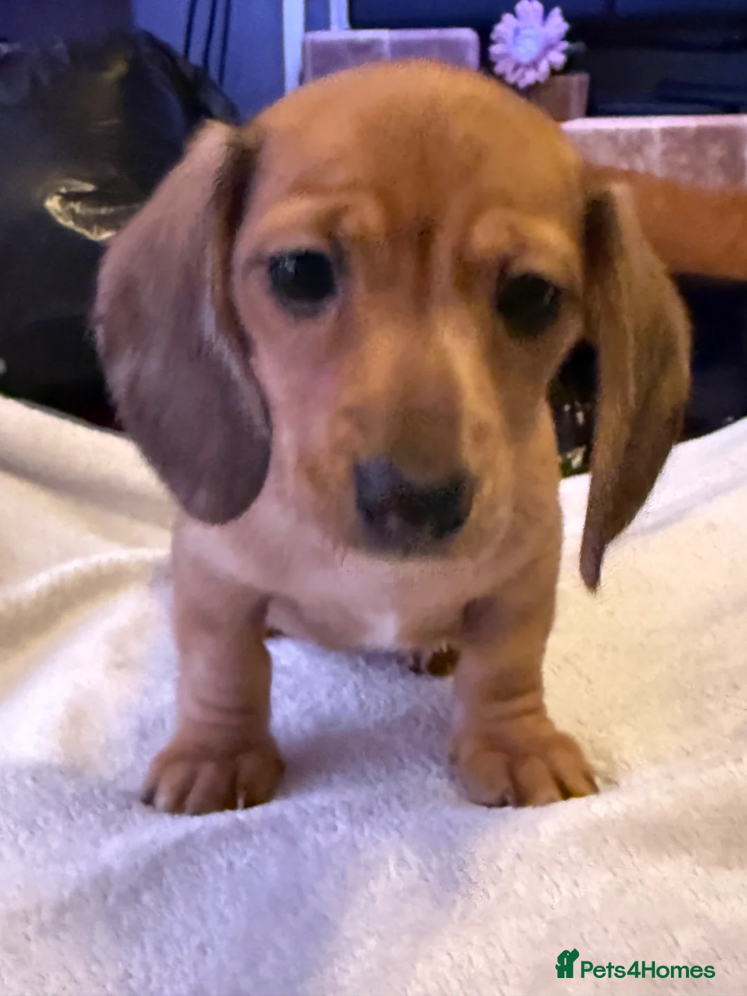 Miniature Dachshund dogs for sale: Ready now! KC miniature dachshund - Advert 19
