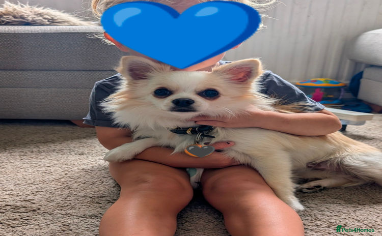 Pomchi dogs - Advert 1