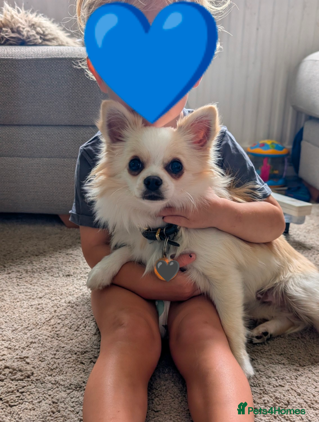 Pomchi dogs for sale: Small Pomchi boy for sale - Image 1
