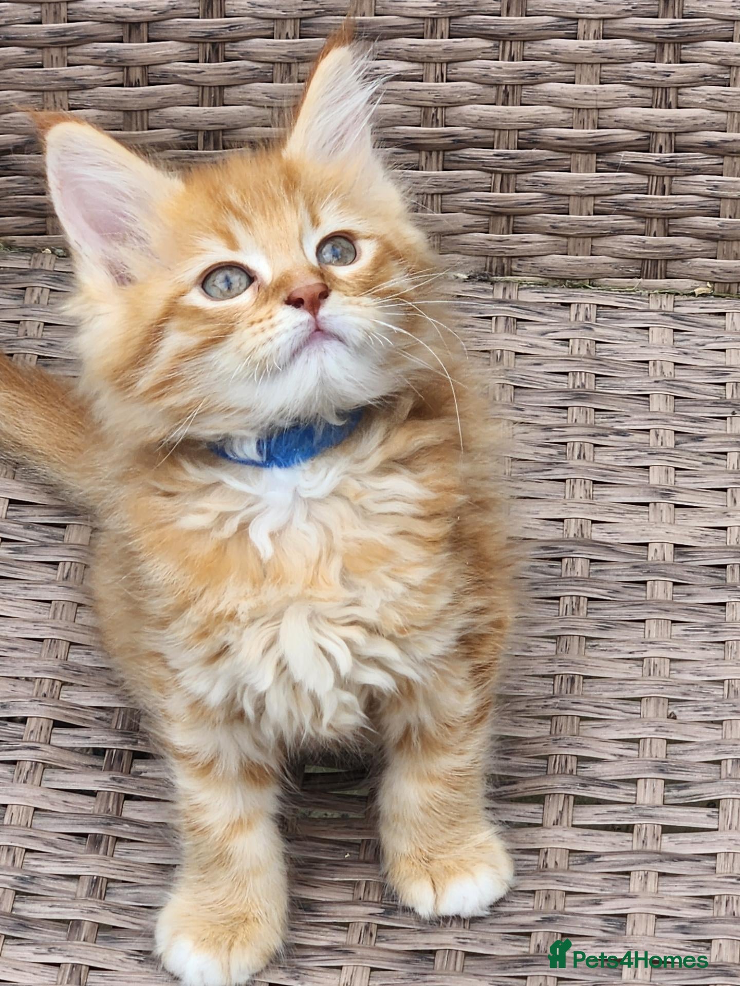 Maine Coon cats Maine Coon ginger Ready Now!! Absolutely gorgeous! - Advert 11