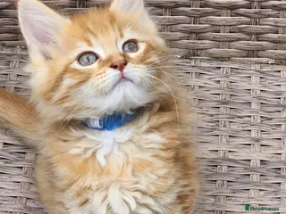 Maine Coon cats Maine Coon ginger Ready Now!! Absolutely gorgeous! - Advert 11