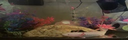 Other/Mixed Breed fish for sale: Axolotl’s for sale tank and all parts included  - Advert 3