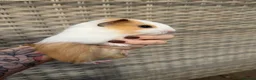 Guinea Pig rodents for sale: Boy guinea pigs for sale - Advert 4