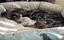 Dachshund dogs for sale: 1 year old Dachshund  - Image 4