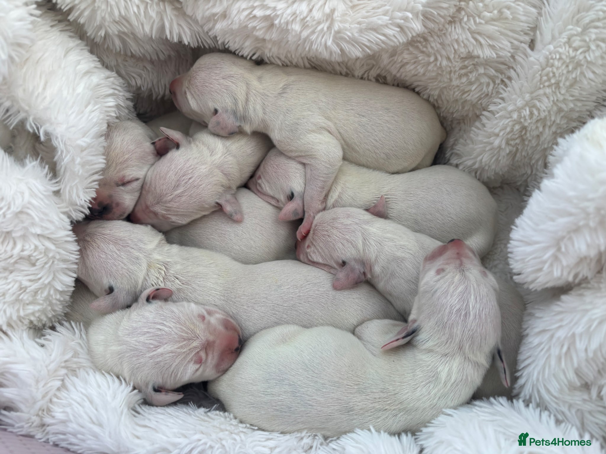 Dalmatian dogs ** Exceptional Dalmatian Puppies Just Born ** - Advert 4