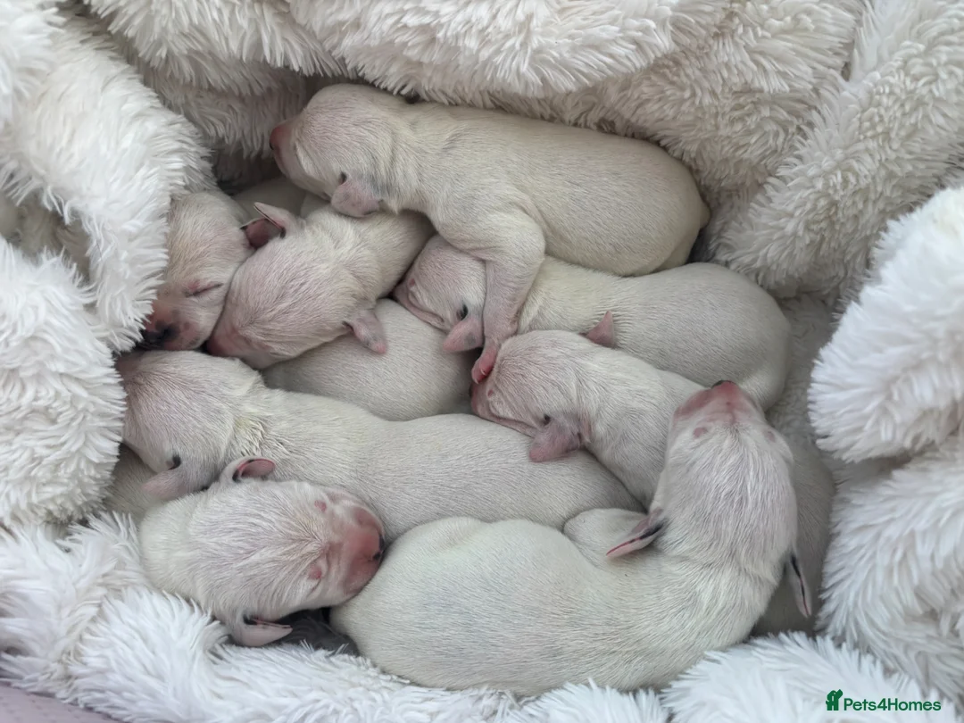 Dalmatian dogs for sale: ** Exceptional Dalmatian Puppies Just Born ** - Advert 1