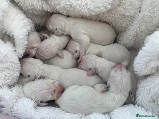 Dalmatian dogs ** Exceptional Dalmatian Puppies Just Born ** - Advert 4