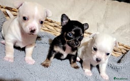 Chihuahua dogs for sale: X2 males chihuahua puppies - Image 2
