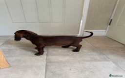 Doxiepoo dogs for sale: Daxi poos - Image 14