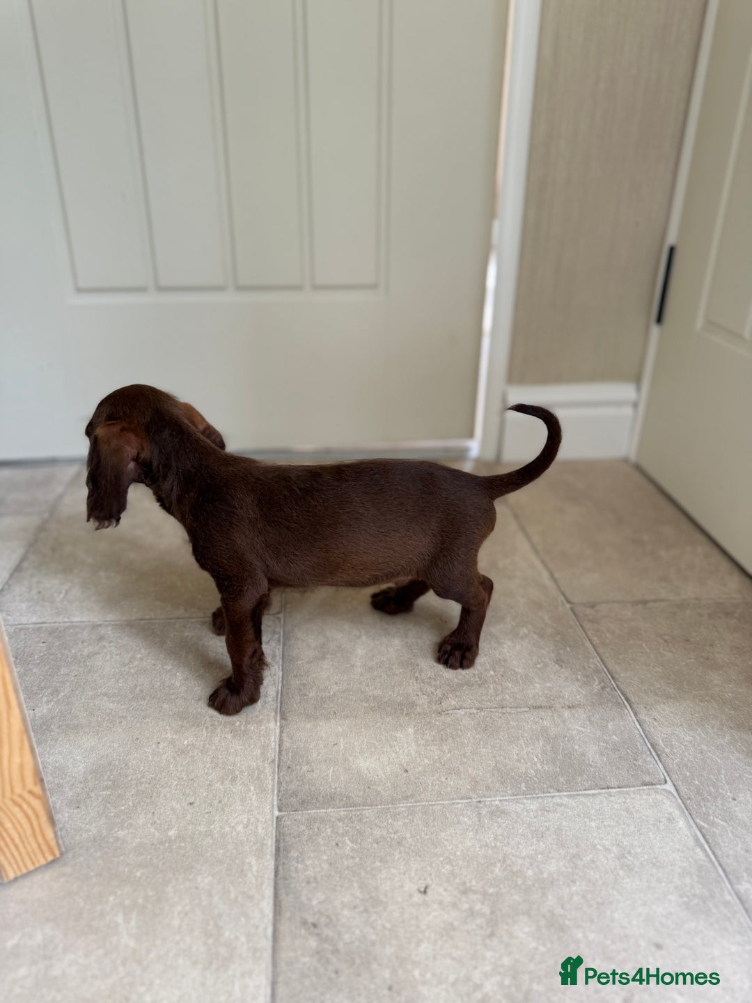 Doxiepoo dogs for sale: Daxi poos - Image 14