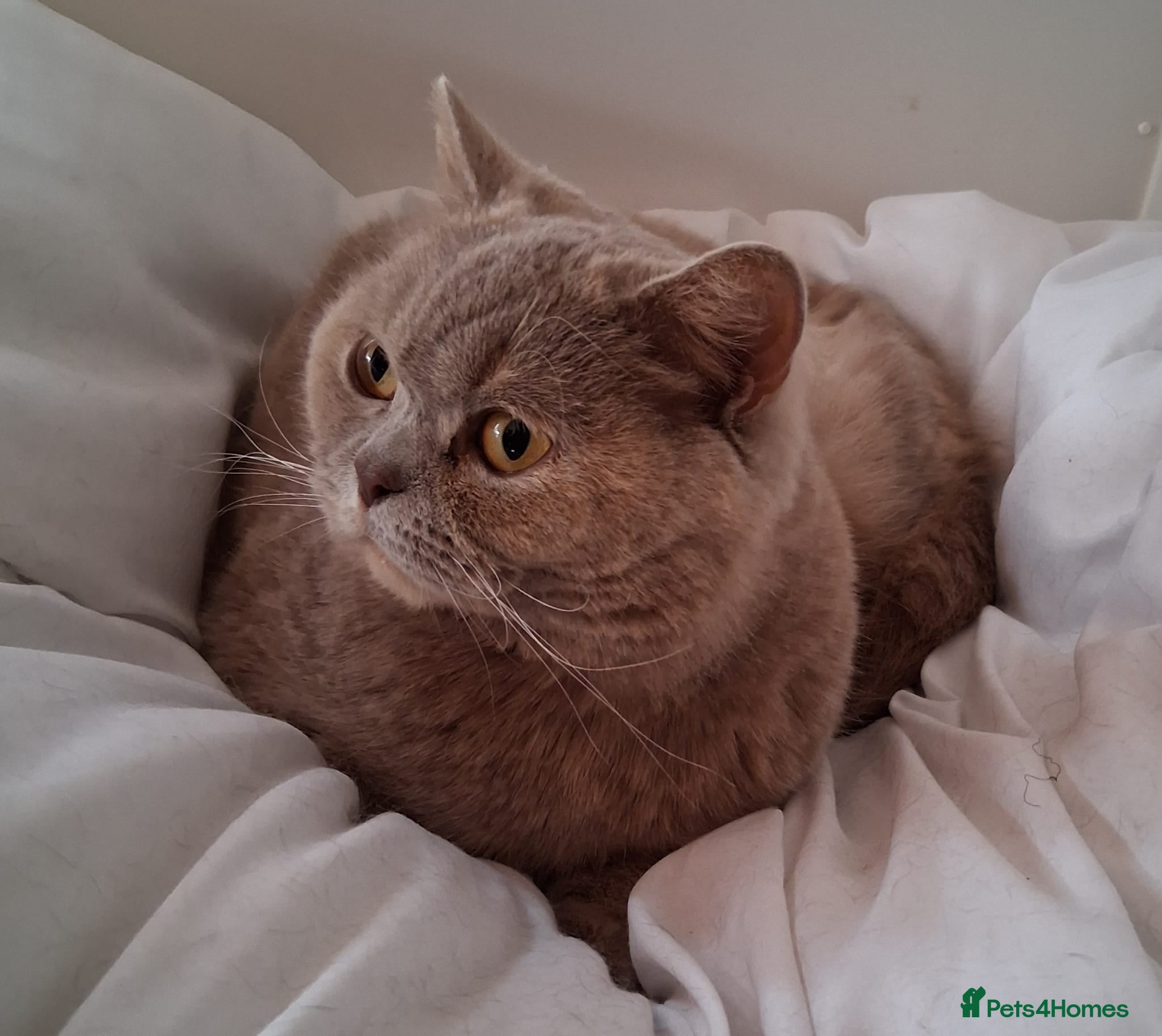 British Shorthair cats British shorthair lilac cream female - Advert 2