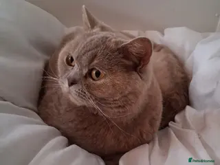British Shorthair cats British shorthair lilac cream female - Advert 2