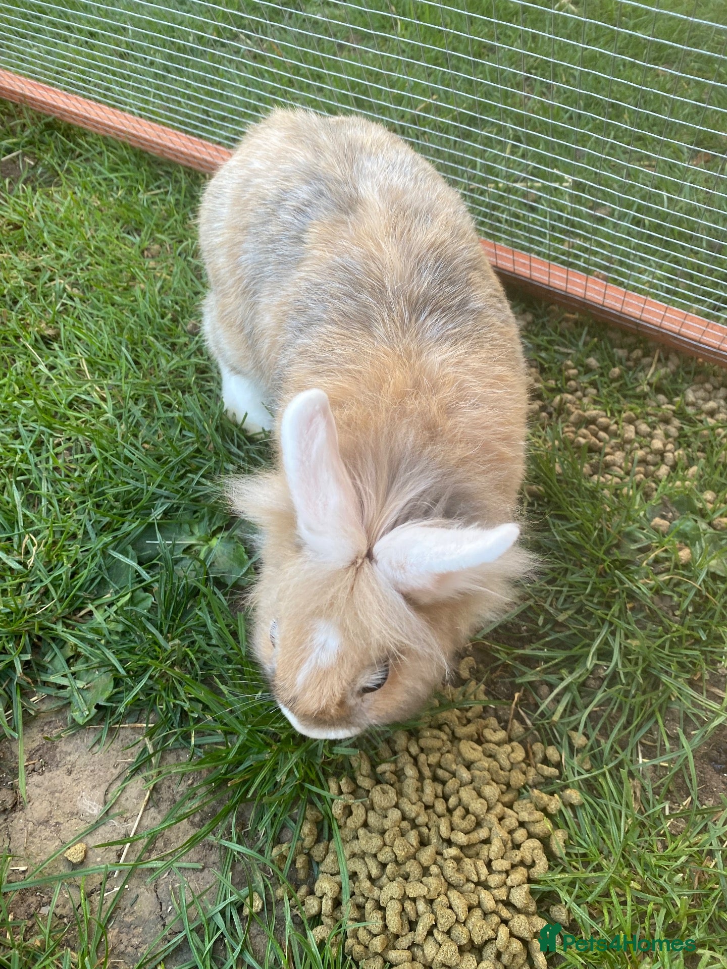 Mixed Breed rabbits Rabbits - Advert 10